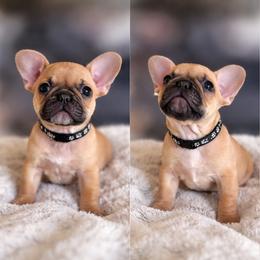 French Bulldog Puppies from White Hippo Frenchies