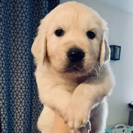 Male Pick 1 - Light golden male Golden Retriever puppy in Litchfield Park, Arizona from Phoenix Golden Retriever