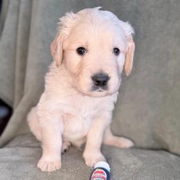 Boy 2 - Navy-Black - Light golden male Golden Retriever puppy in Mc Minnville, Tennessee from Wishaw Whisky Golden Retrievers