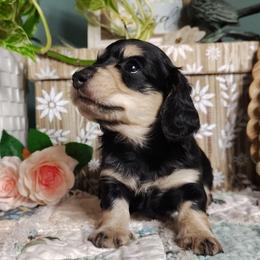 Clover - Black and cream female Dachshund puppy in Thomaston, Georgia from UGG Ranch
