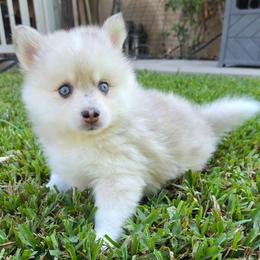 Olive - Merle female Pomsky puppy in Southern California, California from SoCal Pomskies LLC