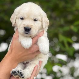 Yellow Collar Girl - Light golden female Golden Retriever puppy in Utah from Deseret Peak Goldens