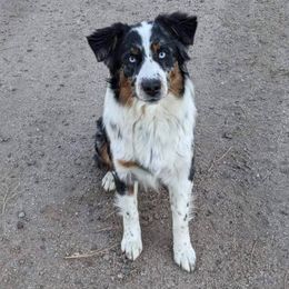 Kona - Australian Shepherd