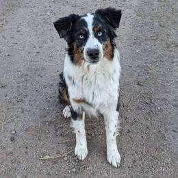 Kona - Australian Shepherd