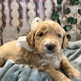 Lily - Cream female Goldendoodle puppy in The Woodlands, Texas from Gracie's Goldendoodles and Bernedoodles