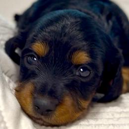 Charlie - Black and tan male Dachshund puppy in Sutherland, Virginia from Sutherland Estates Dachshunds