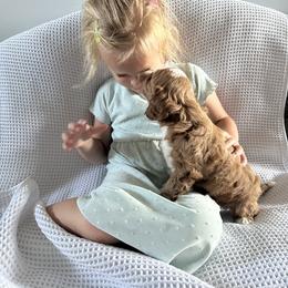 River - Apricot male Goldendoodle puppy in Fredericksburg, Ohio from Timshell Farm: Specialty Crossbreed Puppies