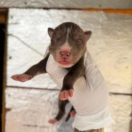 Boy 1 - Red and white male Siberian Husky puppy in Uhland, Texas from Siberian Huskies