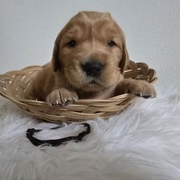 Boise (Black) - Dark golden male Golden Retriever puppy in Puyallup, Washington from Daffodil Valley Goldens