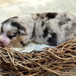 Dill - Blue merle male Australian Shepherd puppy in Beaverdam, Virginia from Cimmarun Farm Aussies