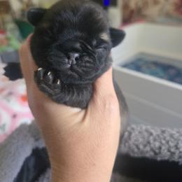 Boy2 - Fawn male Pug puppy in Keysville, Georgia from Rollee Pollee Pugs