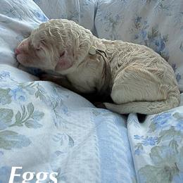 Eggs - Cream female Goldendoodle puppy in Atlantic Beach, Florida from Glamorous Golden Doodles