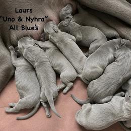Great Dane puppies from Rockin' Danes