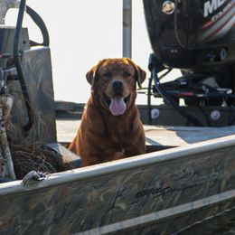 Brick - Labrador Retriever