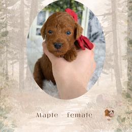 Maple - Red  female Goldendoodle puppy in Canton, Georgia from Teddy Puppies