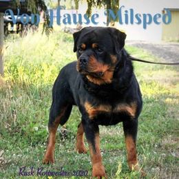 Rottweiler Puppies from Oakville Rottweilers