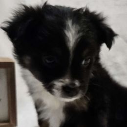 Baby - Miniature Australian Shepherd puppy in Olton, Texas from Rejino Mini & Toy Aussies