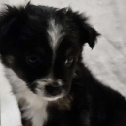 Baby - Miniature Australian Shepherd puppy in Olton, Texas from Rejino Mini & Toy Aussies
