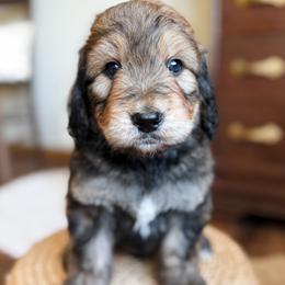 Bernedoodle and Goldendoodle Puppies from Sac River GoldenDoodles & BerneDoodles LLC