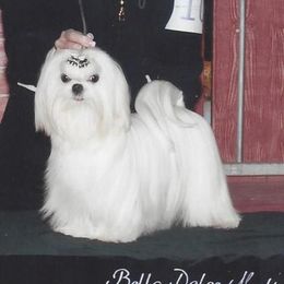Kyra - Maltese