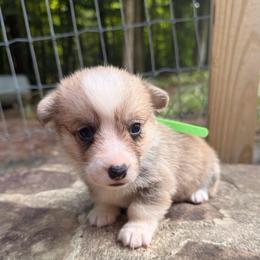 Boy 4 - White and fawn male Pembroke Welsh Corgi puppy in Maryville, Tennessee from R & T Farms