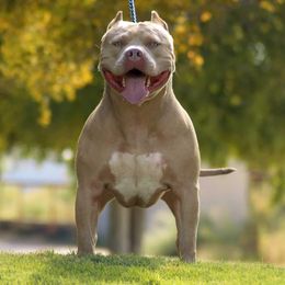 SIX  - American Bully