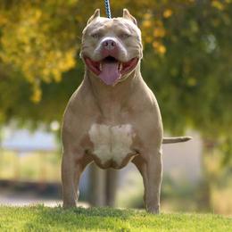 SIX  - American Bully