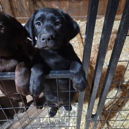 Black Girl 1 - Black female Labrador Retriever puppy in Andrews, South Carolina from Leyland Cypress Retrievers