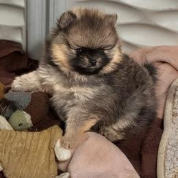 River - Orange sable female Pomeranian puppy in North Port, Florida from POMRITA POM’S