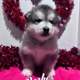 Dasher - Gray and white male Alaskan Malamute puppy in Giddings, Texas from Strong Water Malamutes