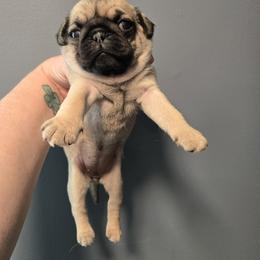 Girl 3 - Fawn female Pug puppy in Auburn, Kentucky from Prentice Family Pugs