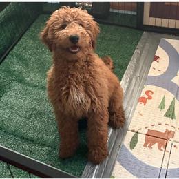 Sunny - Apricot male Goldendoodle puppy in Cleveland, Ohio from A&B Happybreeds