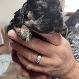 Cocker Spaniel Puppies from Lehi Cockers