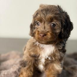 Rio - Merle male Cockapoo puppy in Palmdale, California from Pucci Pawfect