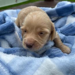 Danny - Cream male Dachshund puppy in Paris, Texas from Michel Creek Kennel