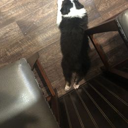 Australian Shepherd Puppies from Point Break