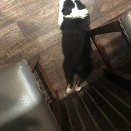 Australian Shepherd Puppies from Point Break