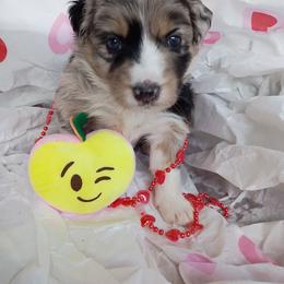 Pearl (white) - Blue merle female Australian Shepherd puppy in Okeechobee, Florida from Rothsolid Puppies