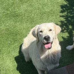 Gem - Light golden female Golden Retriever puppy in Lakewood, California from Cloud Nine Kennel