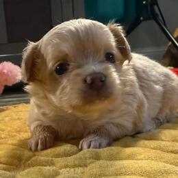Female gold price: 6,400 - Gold female Chihuahua puppy in Summerfield, Florida from Uey’s Chihuahuas