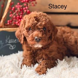 Stacey - Red female Cavapoo puppy in Oxford, Pennsylvania from FriendlyPals