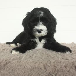Australian Labradoodle Puppies from Ohio Valley Labradoodles