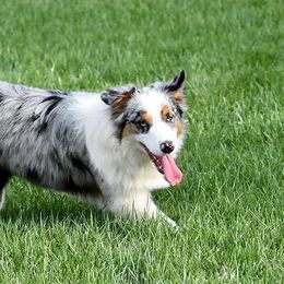 Annie - Australian Shepherd
