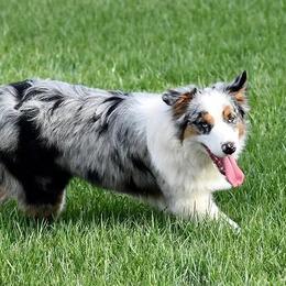 Annie - Australian Shepherd