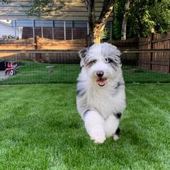Border Collie and Bordoodle Puppies from Oregon Bordoodles