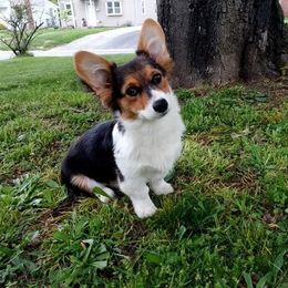 Pembroke Welsh Corgi Puppies from McFadden's Corgis
