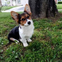Pembroke Welsh Corgi Puppies from McFadden's Corgis