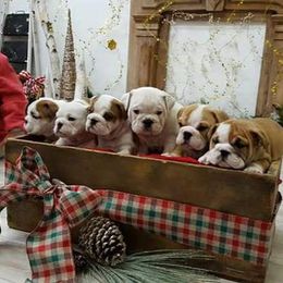 Bulldog Puppies from Artemis Bulldogs