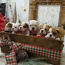 Bulldog Puppies from Artemis Bulldogs