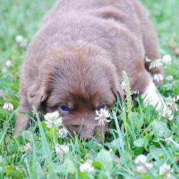 Australian Shepherd Puppies from Platinum Edition
